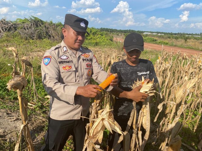 
 Bripka Widiyanto Turut Serta pada Panen Jagung di Lahan PT CVA Desa Penuguan
