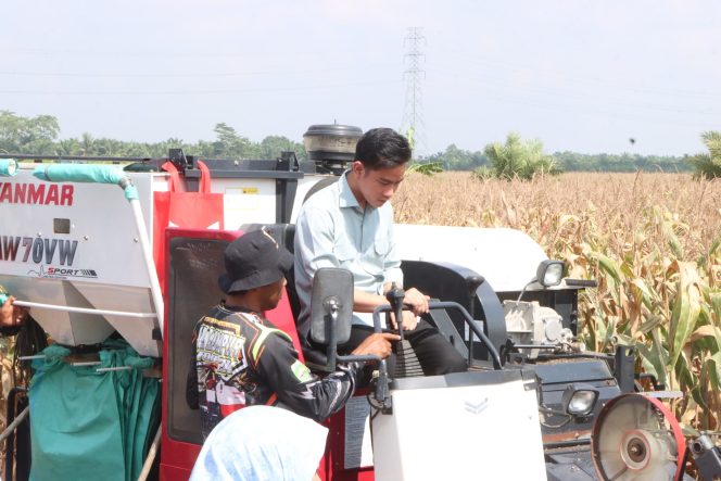 
 Wapres Gibran Hadiri Panen Raya Jagung di Banyuasin