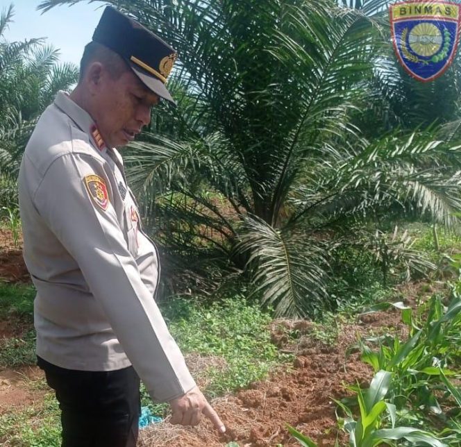 
 Polsek Talang Kelapa Pantau Langsung Lahan Jagung Demi Dukung Ketahanan Pangan