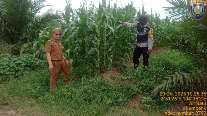 
 Polsek Talang Kelapa Pantau Langsung Lahan Jagung untuk Perkuat Ketahanan Pangan