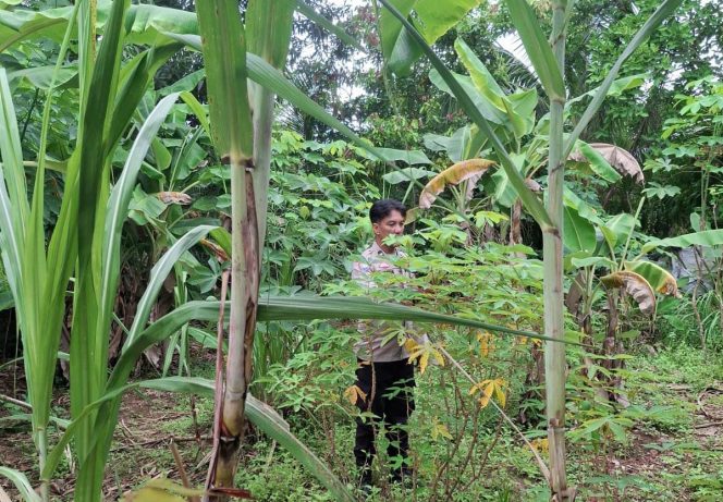 
 Bhabinkamtibmas Polsek Rantau Bayur Ajak Warga Dukung Program P2B dan Swasembada Pangan