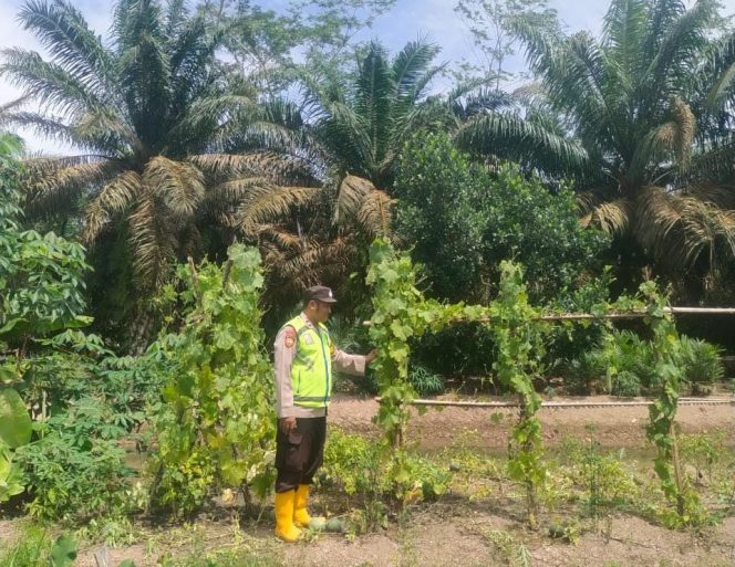 
 Bhabinkamtibmas Polsek Tungkal Ilir Dorong Swasembada Pangan di Desa Bumi Serdang