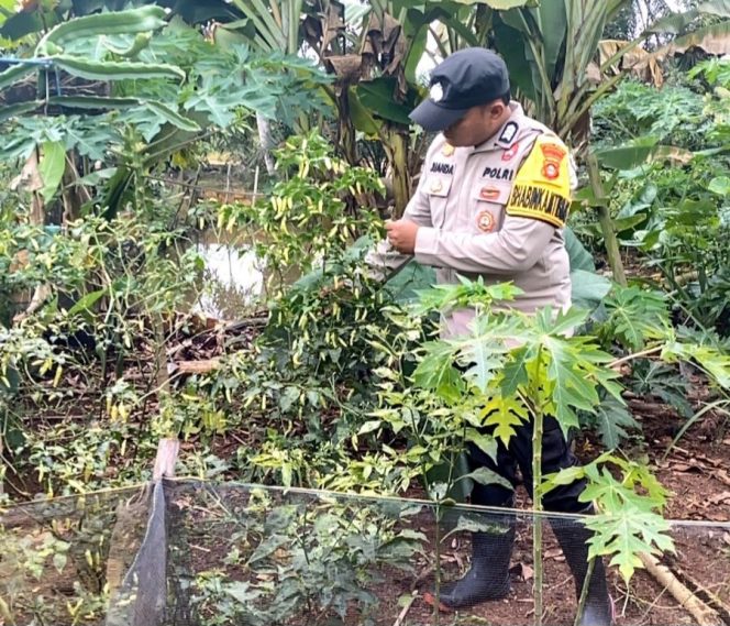 
 Bhabinkamtibmas Polsek Pulau Rimau Gelorakan Swasembada Pangan di Desa Senda Mukti