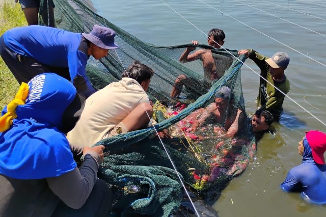 
 Lapas Kendal Panen Raya Budidaya Ikan Nila