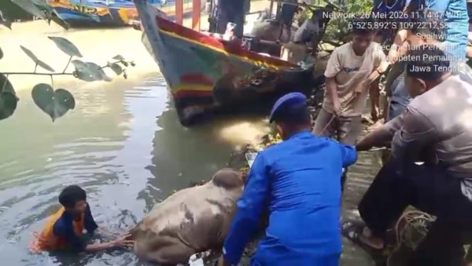 
 Seekor Sapi Kurban di Pemalang Terjun ke Sungai